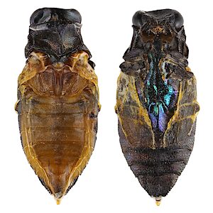 Pseudanilara purpureicollis, PL5695, male, reared adult, from Allocasuarina helmsii dead stem as pupa, dead & incompletely formed on 21 Dec 2022, EP, 7.0 × 3.3 mm